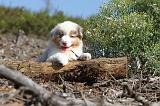 BERGER AUSTRALIEN PUPPIES 020